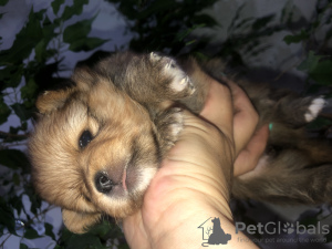 Zdjęcie №4. Sprzedam  w Mińsk. prywatne ogłoszenie - cena - 1495zł