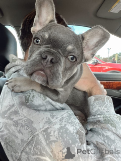 Zdjęcie №3. Wunderschöne Französische Bulldogge Welpen suchen einliebevolles Zuhause. Niemcy