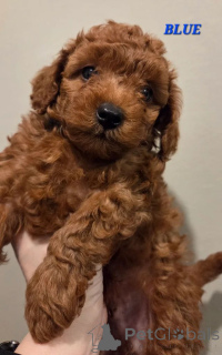 Zdjęcie №2 do zapowiedźy № 166521 na sprzedaż  pudel (zabawka) - wkupić się Holandia 