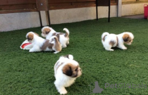 Zdjęcie №1. shih tzu - na sprzedaż w Madryt | negocjowane | Zapowiedź №175860