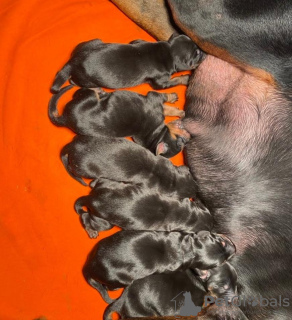 Zdjęcie №4. Sprzedam doberman w Belgrad. hodowca - cena - negocjowane