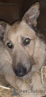 Zdjęcie №2 do zapowiedźy № 127434 na sprzedaż  pies nierasowy - wkupić się Federacja Rosyjska prywatne ogłoszenie