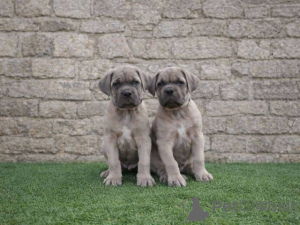 Zdjęcie №3. Szczenięta Cane Corso. Serbia