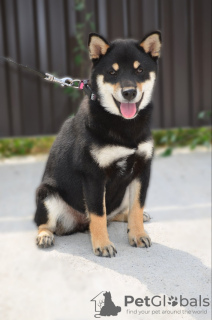 Dodatkowe zdjęcia: Shiba Inu szczeniaki