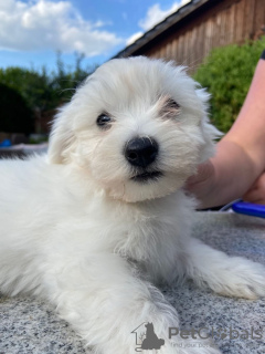 Zdjęcie №4. Sprzedam pies nierasowy w Heidelberg. prywatne ogłoszenie, od żłobka, ze schronu, hodowca - cena - negocjowane