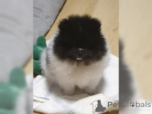 Zdjęcie №1. szpic miniaturowy - na sprzedaż w Linz | negocjowane | Zapowiedź №159968