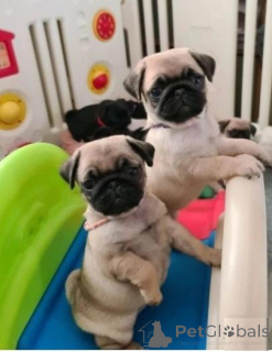 Zdjęcie №1. mops - na sprzedaż w Baldone | negocjowane | Zapowiedź №159994