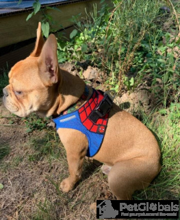 Zdjęcie №2 do zapowiedźy № 134072 na sprzedaż  buldog francuski - wkupić się USA prywatne ogłoszenie