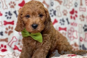 Zdjęcie №3. Piękne szczenięta Cavapoo Do bezpłatnej adopcji. Niemcy