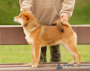 Zdjęcie №3. Shiba inu chłopiec. Łotwa