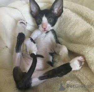 Zdjęcie №2 do zapowiedźy № 165833 na sprzedaż  kot cornish rex - wkupić się Belgia prywatne ogłoszenie, hodowca