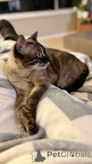 Zdjęcie №2 do zapowiedźy № 152702 na sprzedaż  kot bengalski - wkupić się Belgia prywatne ogłoszenie