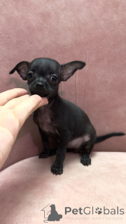 Zdjęcie №4. Sprzedam rosyjski toy w Tbilisi. prywatne ogłoszenie - cena - 1271zł