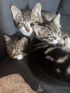 Zdjęcie №1. kot europejski krótkowłosy - na sprzedaż w Espoo | 1674zł | Zapowiedź № 166946