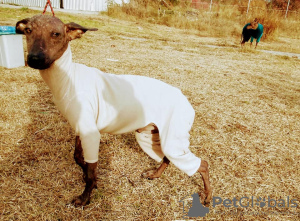 Zdjęcie №1. nagi pies meksykański - na sprzedaż w Салоники | 2637zł | Zapowiedź №8286