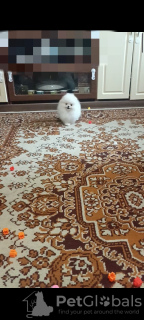 Zdjęcie №2 do zapowiedźy № 133388 na sprzedaż  szpic miniaturowy - wkupić się Niemcy prywatne ogłoszenie