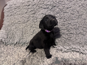 Zdjęcie №3. Mamy szczenięta labradorów, które szukają nowego, pięciogwiazdkowego domu, ale. Wielka Brytania