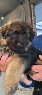 Zdjęcie №1. owczarek niemiecki - na sprzedaż w Alaska | 4634zł | Zapowiedź №159969