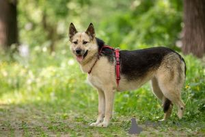 Zdjęcie №4. Sprzedam pies nierasowy w Rzeka Moskwa. prywatne ogłoszenie - cena - Bezpłatny