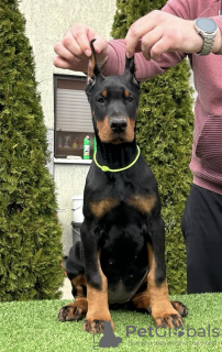 Dodatkowe zdjęcia: Doberman szczenięta na sprzedaż