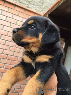 Zdjęcie №2 do zapowiedźy № 161157 na sprzedaż   - wkupić się Niemcy 