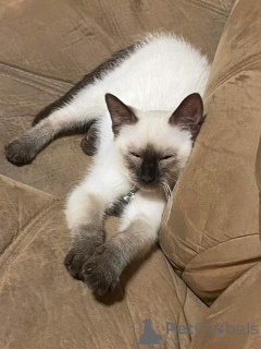 Zdjęcie №1. kot syjamski - na sprzedaż w Bobowa | 1674zł | Zapowiedź № 160590