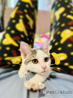 Zdjęcie №3. Uroczy brat z siostrą w wieku 4 miesięcy szuka domu.. Federacja Rosyjska