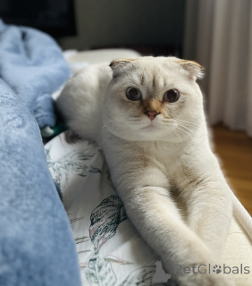 Zdjęcie №3. Krzywka ze szkockim punktem w Gruzja. Zapowiedź № 135628