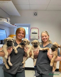 Zdjęcie №1. boerboel - na sprzedaż w Badenheim | negocjowane | Zapowiedź №167558