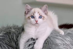 Zdjęcie №2 do zapowiedźy № 160717 na sprzedaż  ragdoll - wkupić się Francja prywatne ogłoszenie