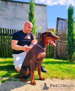 Dodatkowe zdjęcia: Doberman PIĘKNE szczenięta