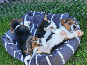 Zdjęcie №1. beagle (rasa psa) - na sprzedaż w Virginia Beach | negocjowane | Zapowiedź №63451