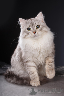 Zdjęcie №2 do zapowiedźy № 6598 na sprzedaż  kot syberyjski - wkupić się Federacja Rosyjska 