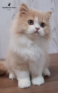 Zdjęcie №1. kot brytyjski długowłosy - na sprzedaż w Tomsk | 8495zł | Zapowiedź № 6745