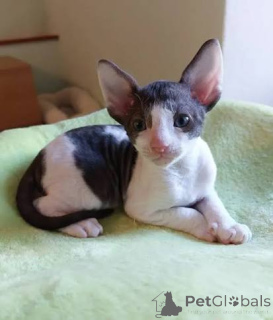 Zdjęcie №3. Znakomite kocięta Cornish Rex do adopcji. Polska