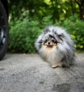 Zdjęcie №1. szpic miniaturowy - na sprzedaż w Bornheim | 1761zł | Zapowiedź №158818