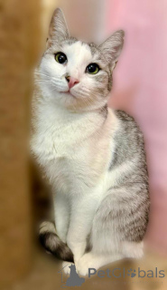 Zdjęcie №2 do zapowiedźy № 160396 na sprzedaż   - wkupić się Federacja Rosyjska prywatne ogłoszenie