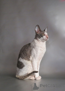 Zdjęcie №2 do zapowiedźy № 173222 na sprzedaż  kot cornish rex - wkupić się Cypr prywatne ogłoszenie, hodowca