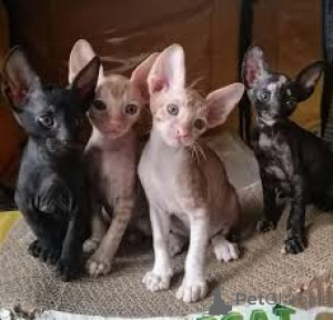 Zdjęcie №1. kot cornish rex - na sprzedaż w Espoo | 2392zł | Zapowiedź № 166947