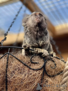 Zdjęcie №3. Do adopcji samiec i samica marmozety. Wysyłka na cały świat. Niemcy