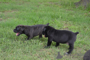 Zdjęcie №1. cane corso - na sprzedaż w Hartford | 2541zł | Zapowiedź №129527