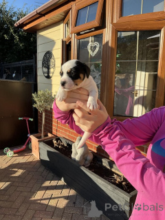 Zdjęcie №1. jack russell terrier - na sprzedaż w Arkansas City | 2317zł | Zapowiedź №174592