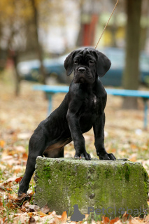 Dodatkowe zdjęcia: Szczenięta włoskiego Cane Corso