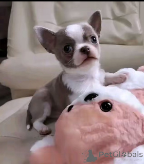 Zdjęcie №1. chihuahua (rasa psów) - na sprzedaż w Waszyngton | 3707zł | Zapowiedź №172590