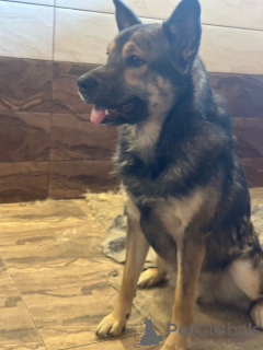 Zdjęcie №3. Mukhtar szuka domu.. Federacja Rosyjska