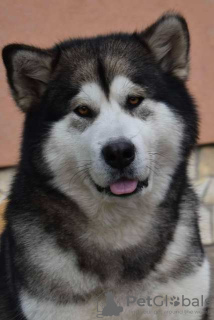 Zdjęcie №2 do zapowiedźy № 123288 na sprzedaż  alaskan malamute - wkupić się Serbia 