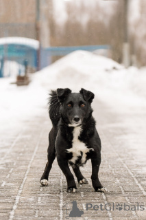 Zdjęcie №2 do zapowiedźy № 165048 na sprzedaż  pies nierasowy - wkupić się Federacja Rosyjska prywatne ogłoszenie, ze schronu