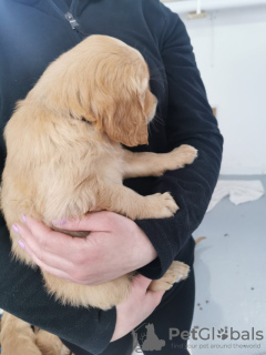 Zdjęcie №3. KC zarejestrowała suczkę Golden Retriever 2. Niemcy