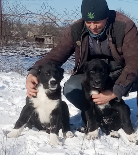 Zdjęcie №2 do zapowiedźy № 5311 na sprzedaż  pies nierasowy - wkupić się Ukraina prywatne ogłoszenie