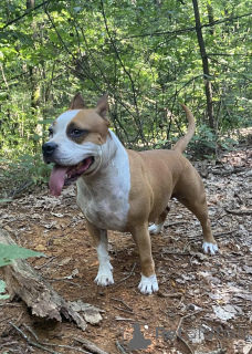 Zdjęcie №1. gampr - na sprzedaż w Dilijan | 1674zł | Zapowiedź №150144